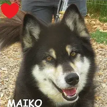 Maiko