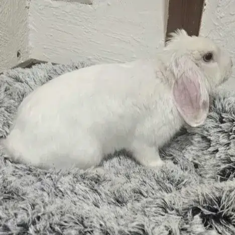 [Bientôt À L'Adoption] Naboo
