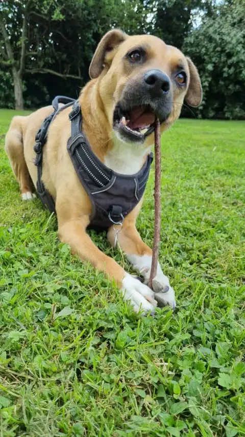 Rambo