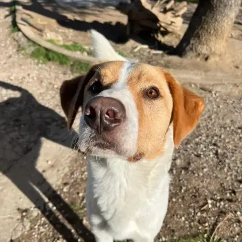 Benny