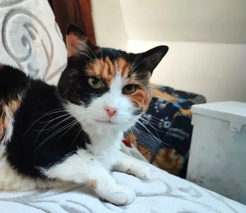 Kitty photo 3