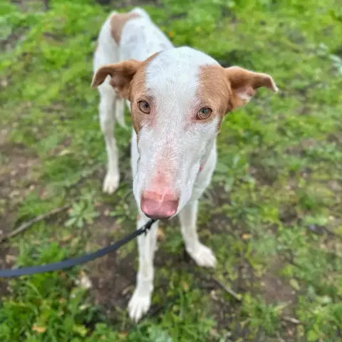 Enzo