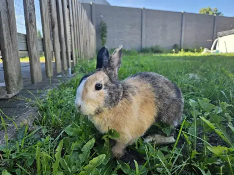 [À L'Adoption] Capucine photo 2