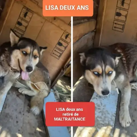 Lisa