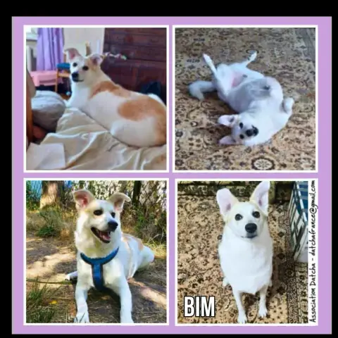 Bim