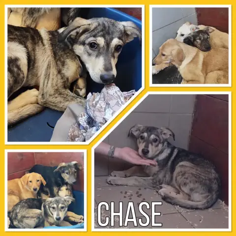 Chase