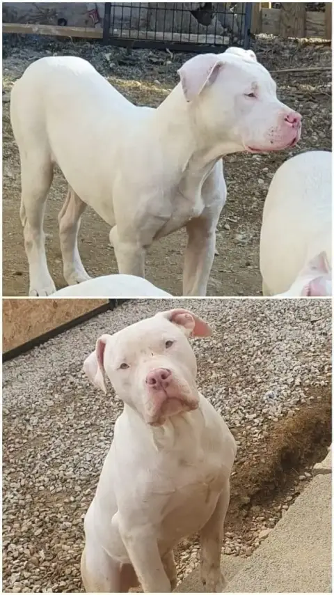 Rosco