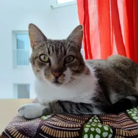 Ophélio