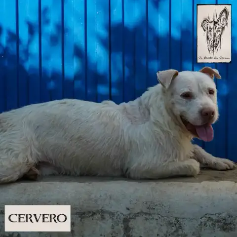 Cervero