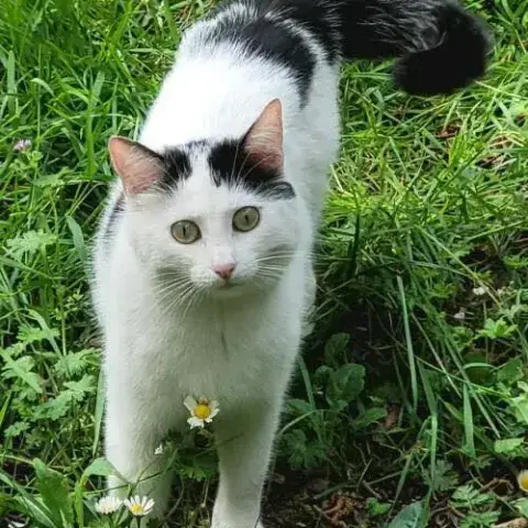 Blanchette