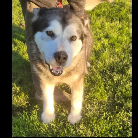 Sasha photo 2