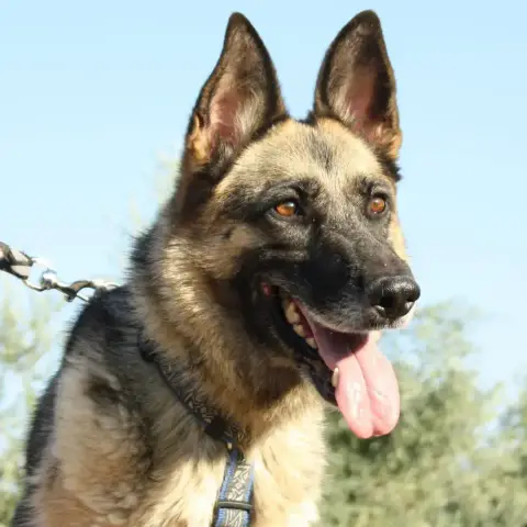Jara photo 2