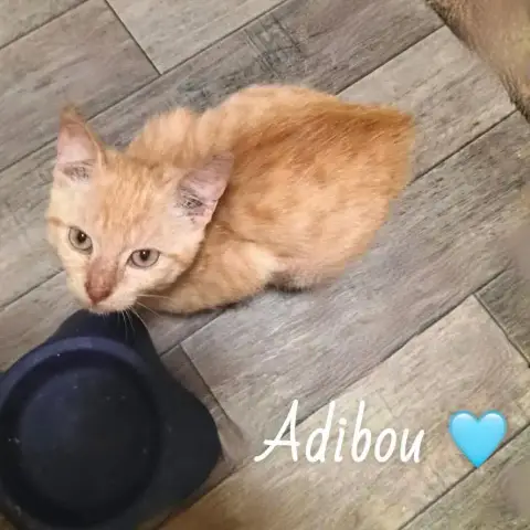 Adibou photo 2