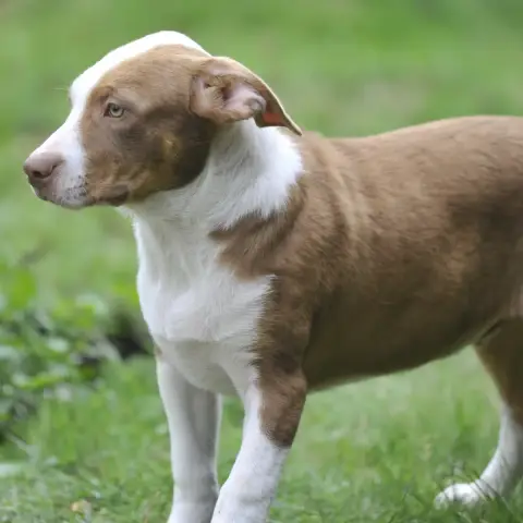 Athos photo 3