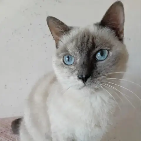 Kali
