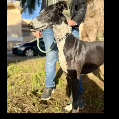 Bandolero