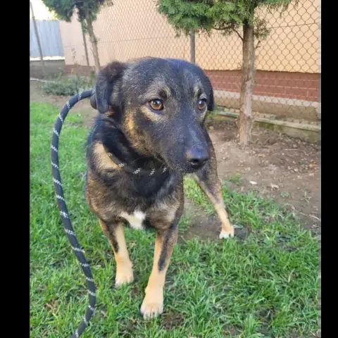 Pipp photo 2
