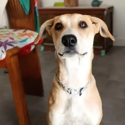 Praline
