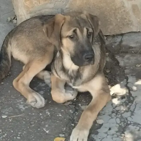 Palmira photo 3