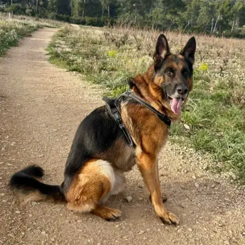 Rex photo 3