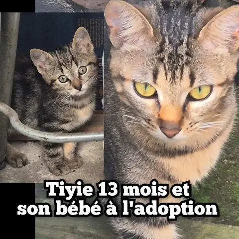 Tiyie&Son Bébé