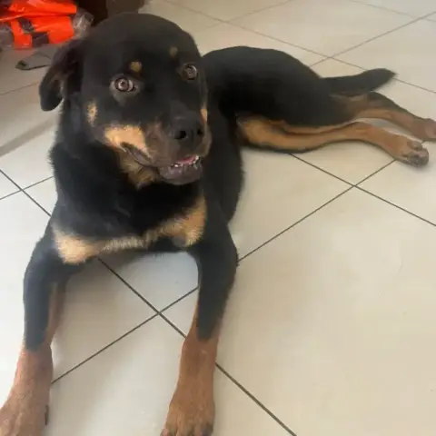 Tylia