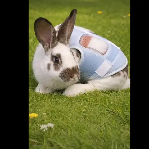Suki