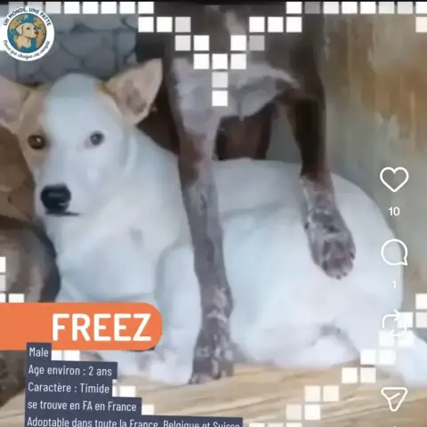 Freez