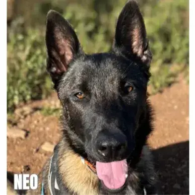 Neo photo 3
