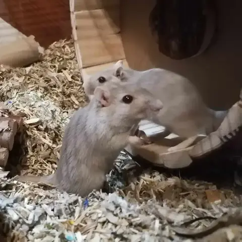 Citrouille Et Minnie