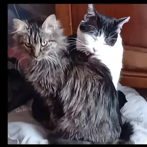 Uzika Et Tiboubou