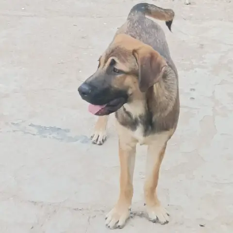 Palmira