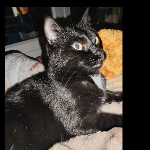 Spot