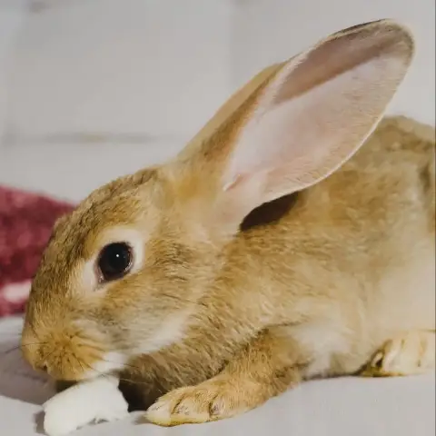Mufasa photo 3