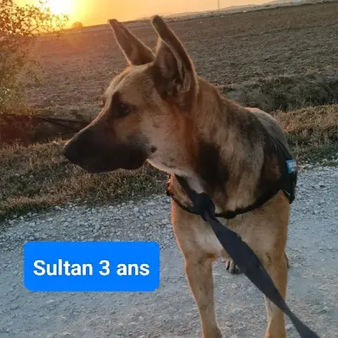 Sultan