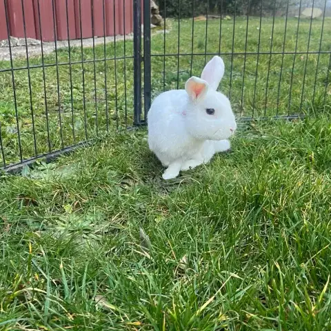 Mochi