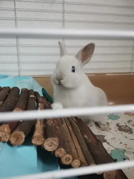 Milo
