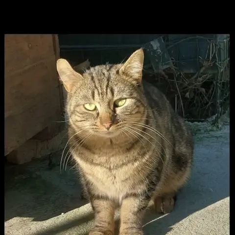 Nico