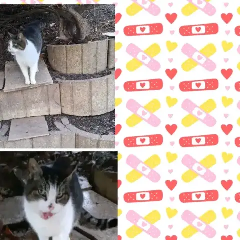 Minou
