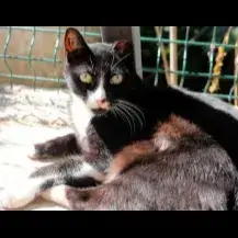 Félix