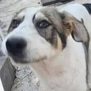 Brutus
