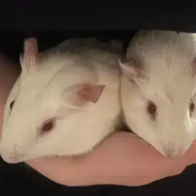 Bella Et Bianca