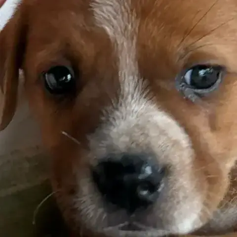 Baya