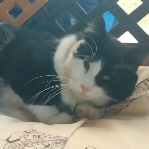 Felix photo 2