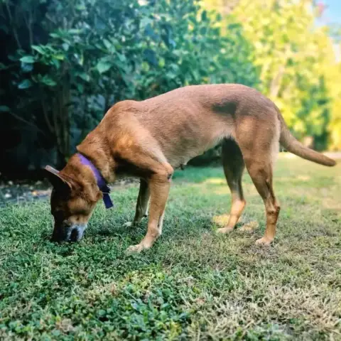 ✨️ Malia ✨️ 🐶 photo 2
