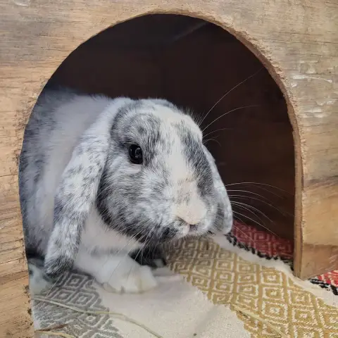 Bunny photo 3