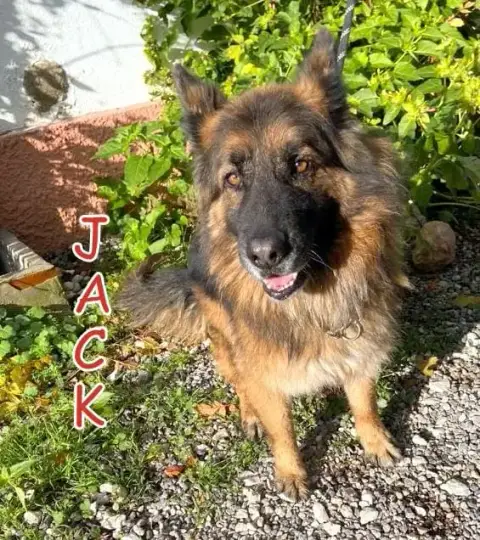 Jack 2