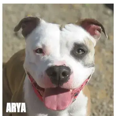 Arya