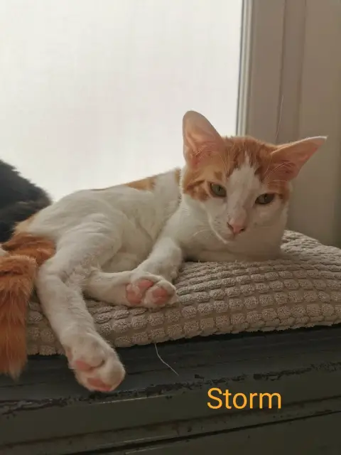Storm & Comète photo 2