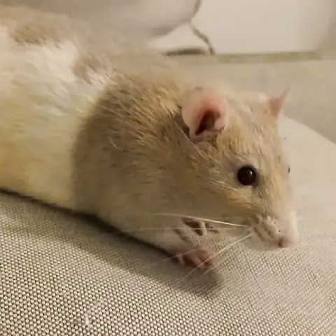 Ziggy
